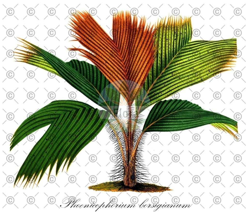 HistAbb_wfo-0000269752_2_ENZY_Simple | Historische Abbildung von Phoenicophorium borsigianum - Arecaceae | Historical Illustration of Phoenicophorium borsigianum - Arecaceae