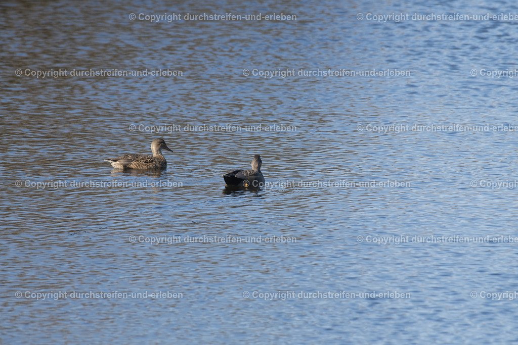 Schnatterentenpaar | Eine wenig in Mitteleuropa verbreitete Schnatterente: Diese hier lebt im Naturschutzgebiet Rieselfelder in Münster. A gadwall, a species of duck that is not very common in Central Europe: This one lives in the Rieselfelder nature reserve in Münster. This one lives in the Rieselfelder nature reserve in Münster. This one lives in the Rieselfelder nature reserve in Münster. - Realisiert mit Pictrs.com