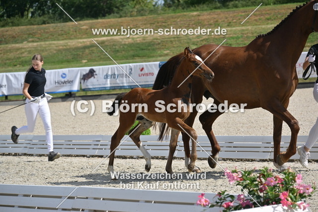 21_Cashmere - Conthargos_935_0111 | Björn Schroeder Pferdefotografie