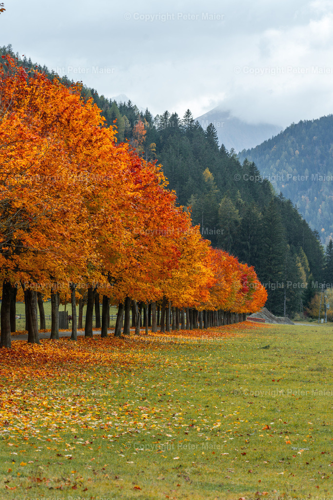 Alee_Obervellach_Herbst-56 | piet_flosse