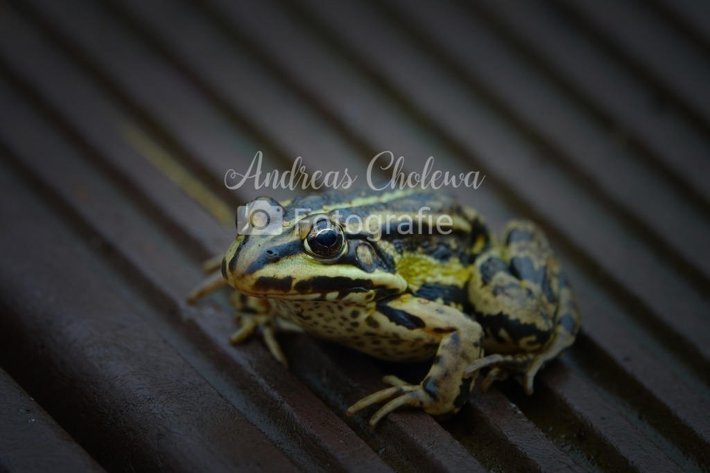 DSC06548_InPixio | Der Onlineshop für malerische Fotografien aus dem Landkreis Vechta✅ Premium Druck auf Leinwand✅ Acryl✅ oder Alu-Dibond✅➤Jetzt Bestellen! - Realisiert mit Pictrs.com