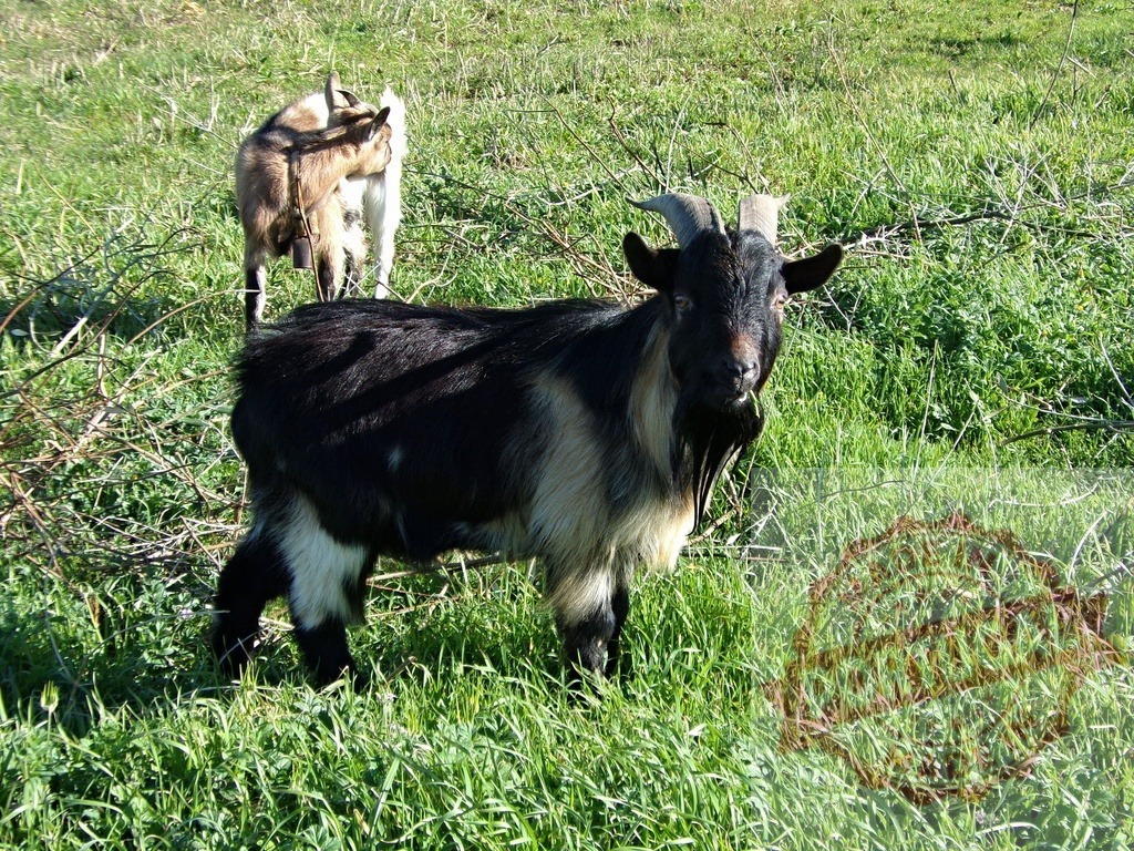 Goats grazing in green farm field | Two goats standing and grazing on green grass in a rural farm setting - Realized with Pictrs.com
