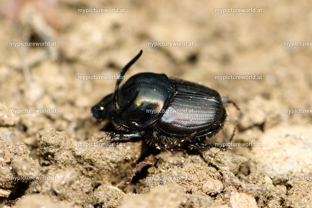 Onthophagus illyricus-001 | Männchen von Onthophagus illyricus - Realisiert mit Pictrs.com
