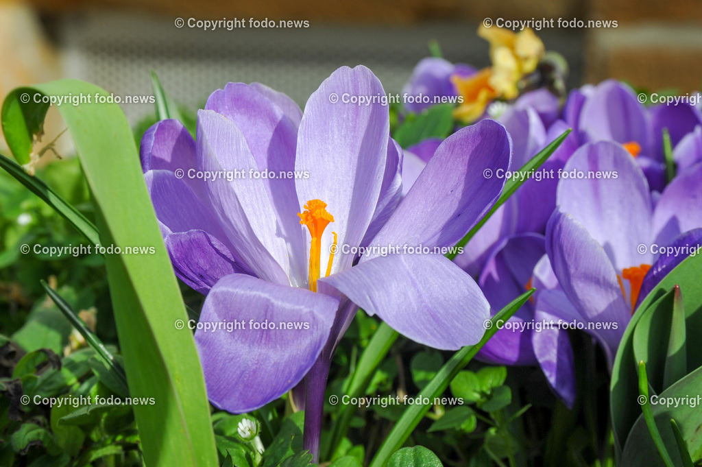 Frühling_ Blumen_  Frühlingsboten_ 15.03.2023-7 | 15.03.2023, Linz, AUT, Fruehling, Blumen, Fruehlingsboten, im Bild Krokus 