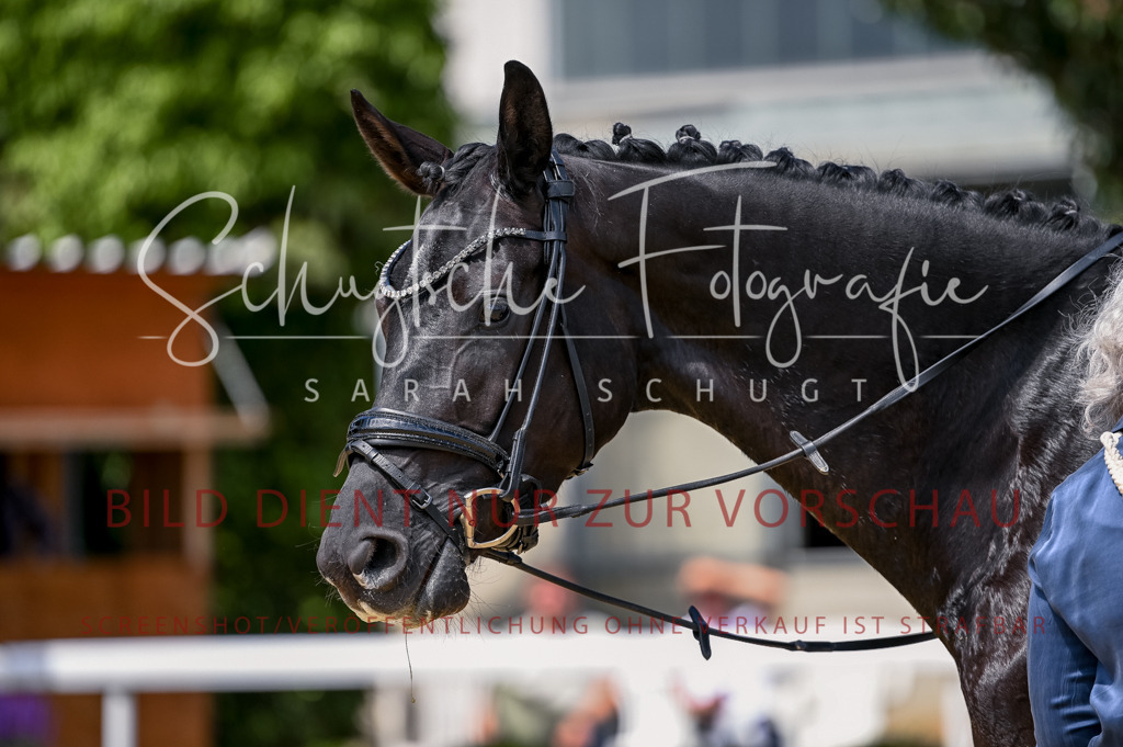 Schugtsche-Aluta25-48.Reitpferfdeprf.-246 | Schugtsche Fotografie - Realisiert mit Pictrs.com