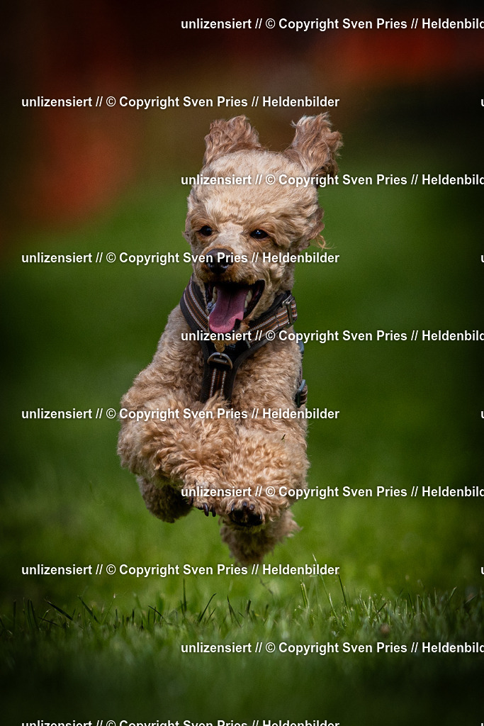 Sven Pries | 2025-04-13 - Hunderennen Baden-Baden - Realisiert mit Pictrs.com