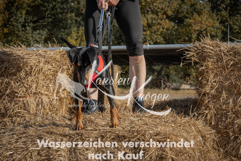 1128_ZZ91906 | kk-dogfotos