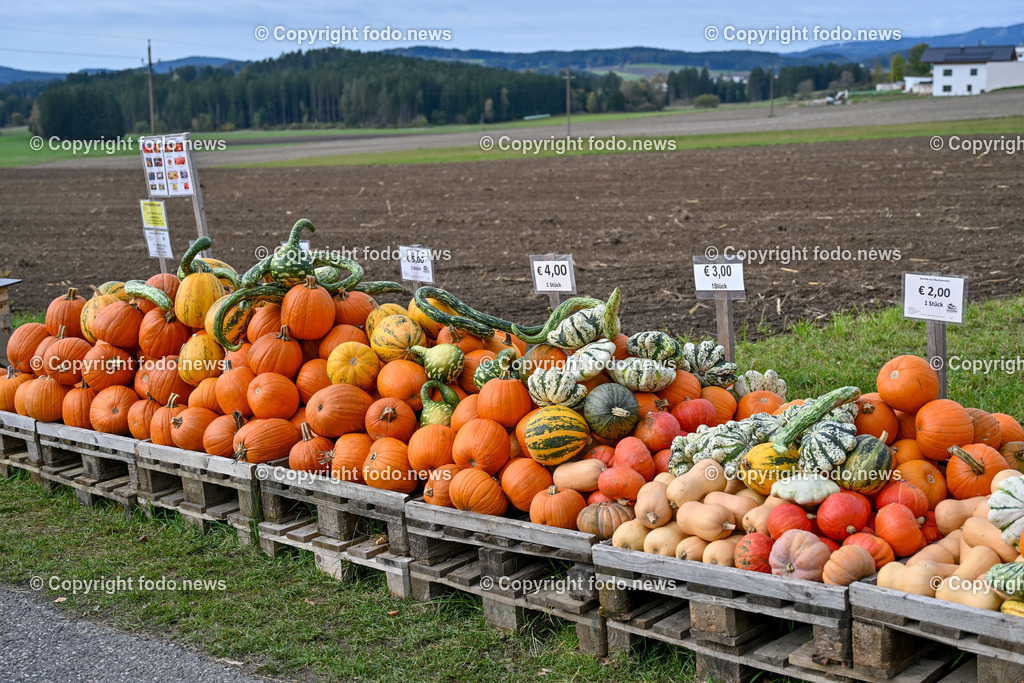 Herbst_ Kuerbis_ 14.10.2024-7 | 14.10.2024, Linz, AUT, Herbst, im Bild Kuerbis, Kuerbisse, Speisekuerbis, Zierkuerbis, Verkauf, Helloween, Essen, Gemuese
