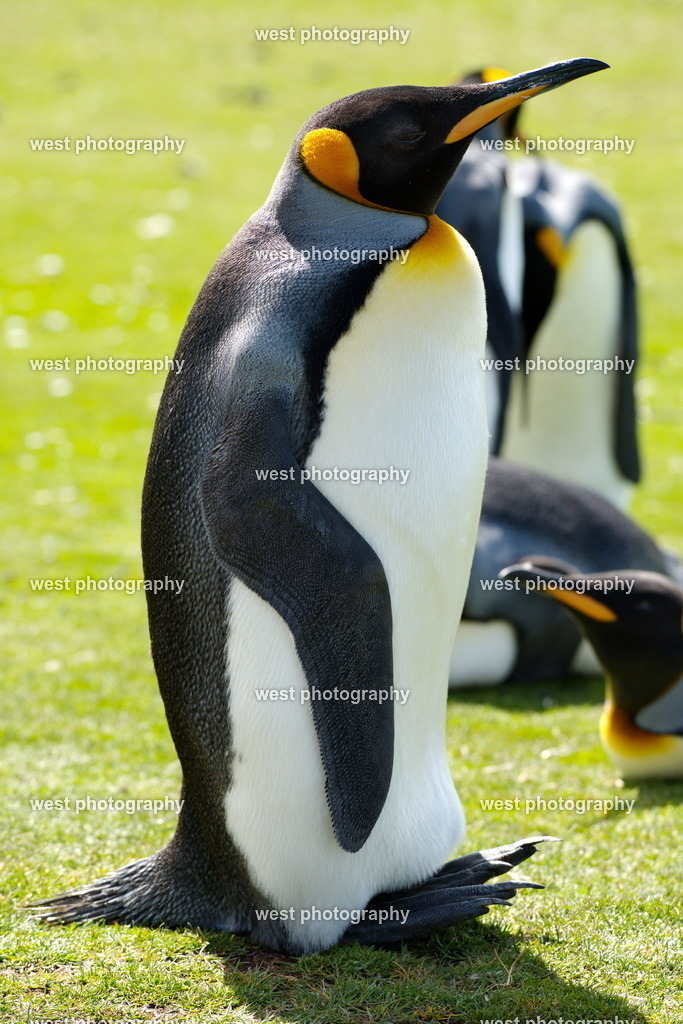 King Penguin 1 VRP - FLK 2014 | west photography - Realisiert mit Pictrs.com