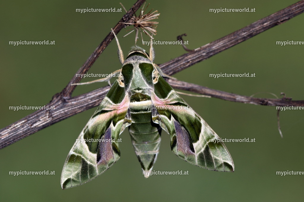 Oleanderschwärmer-104 | Das Bilderarchiv über Tiere, Planzen und Landschaften. In der Bilddatenbank finden Sie ein große Auswahl an hochwertigen Bilder für Ihre Werbung - Realized with Pictrs.com