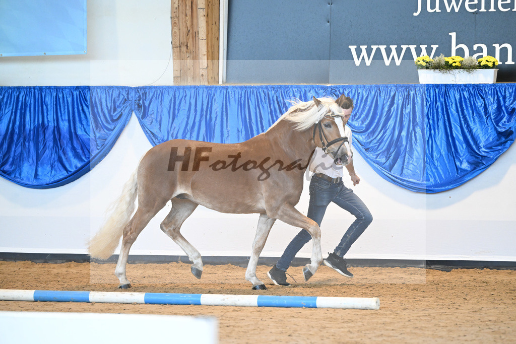 Kat-Nr. 30 Nachtglanz v. Nachtstolz_Seemueller_60220839 | hf-fotografie - Realisiert mit Pictrs.com