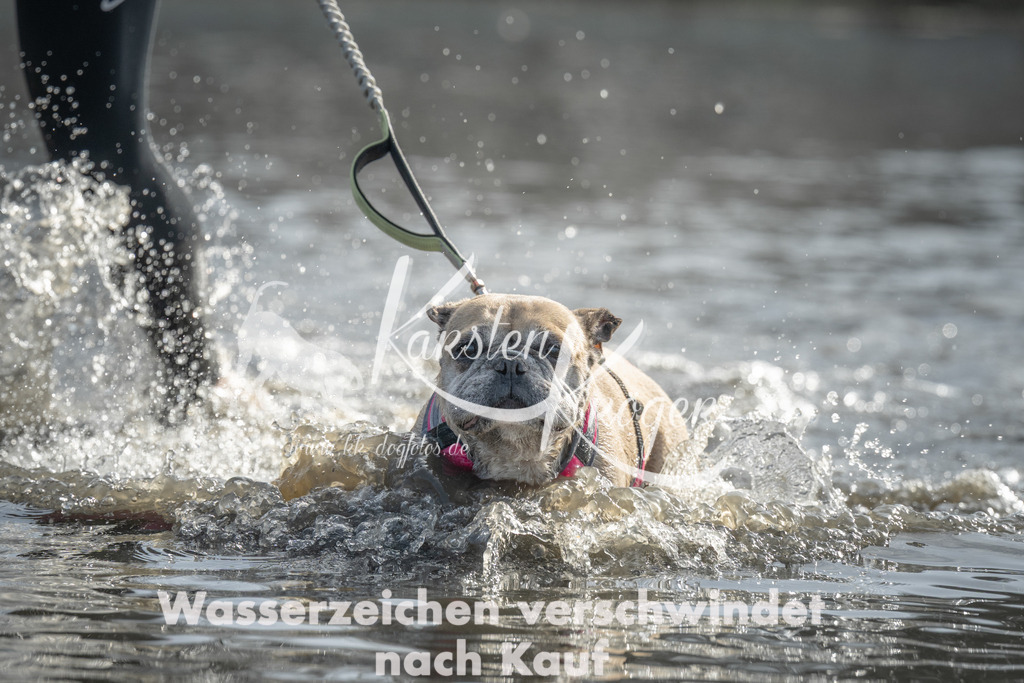 1040_ZZ98939 | kk-dogfotos
