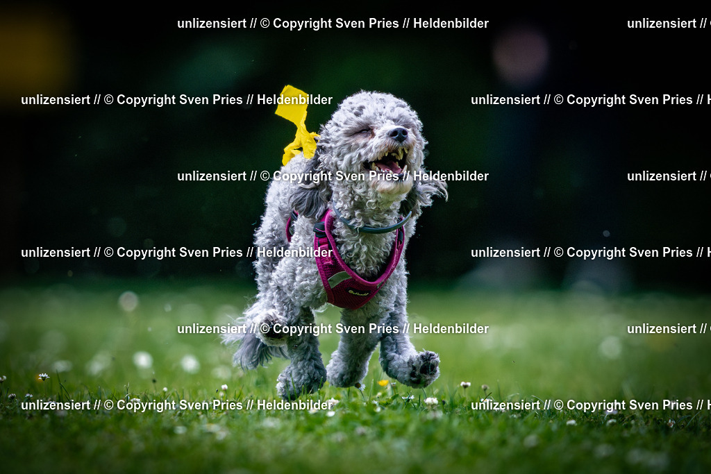 Sven Pries | 2025-05-29 - Pudelrennen KA-Durlach - Realisiert mit Pictrs.com