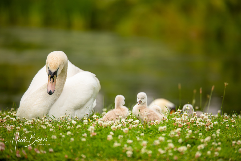 Schwan mit Küken | Schwan mit Küken  - Realisiert mit Pictrs.com