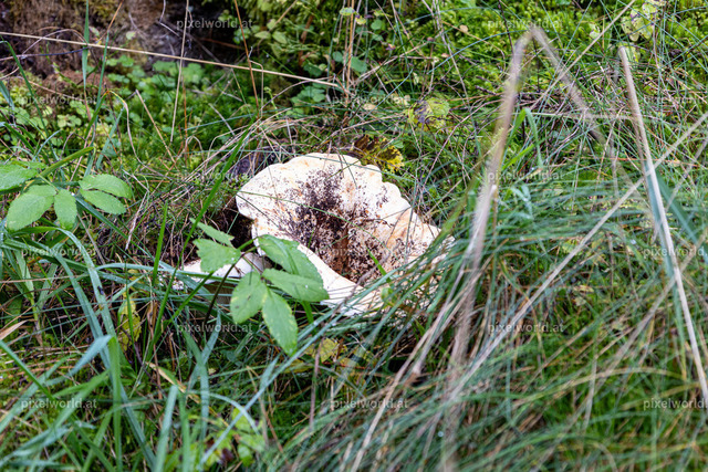 Familienwandertag der Stadtgeminde Feldkirchen - 26102023 | Bildershop von pixelworld.at - Realisiert mit Pictrs.com