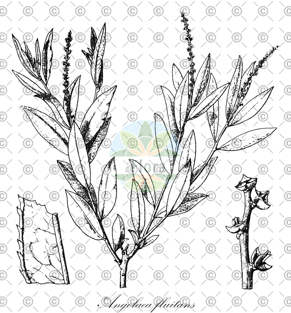 HistAbb_wfo-0000536542_214_ENZY_Simple | Historische Abbildung von Angolaea fluitans - Podostemaceae | Historical Illustration of Angolaea fluitans - Podostemaceae