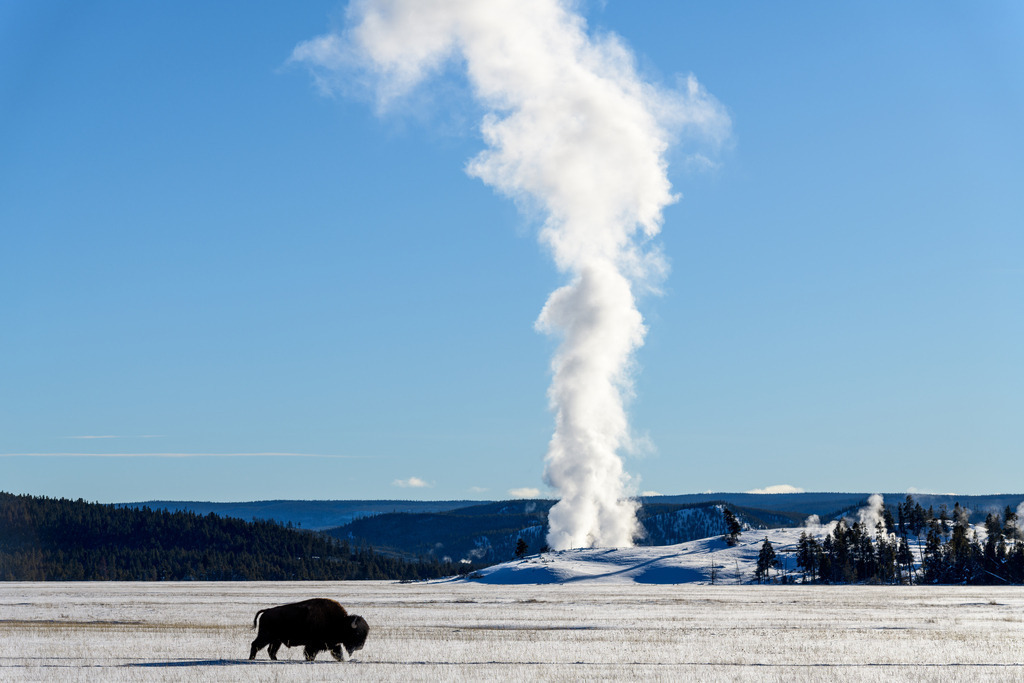 2024-181 | Bison mit dem Midway Geyser Basin im Hintergrund. - Realisiert mit Pictrs.com