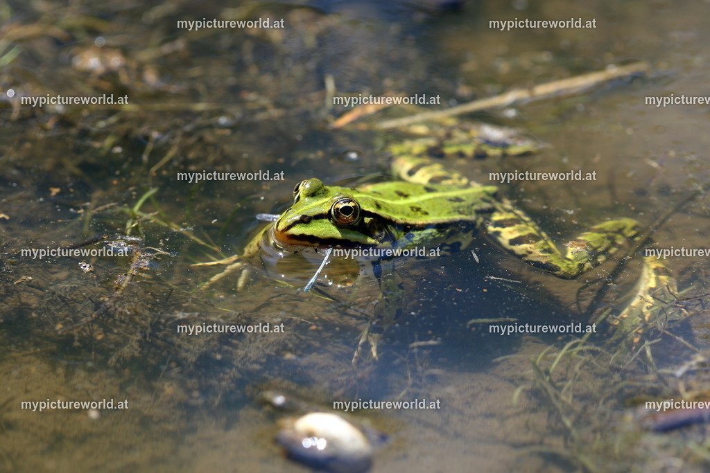 Kleiner Teichfrosch-054 | Das Bilderarchiv über Tiere, Planzen und Landschaften. In der Bilddatenbank finden Sie ein große Auswahl an hochwertigen Bilder für Ihre Werbung - Realized with Pictrs.com