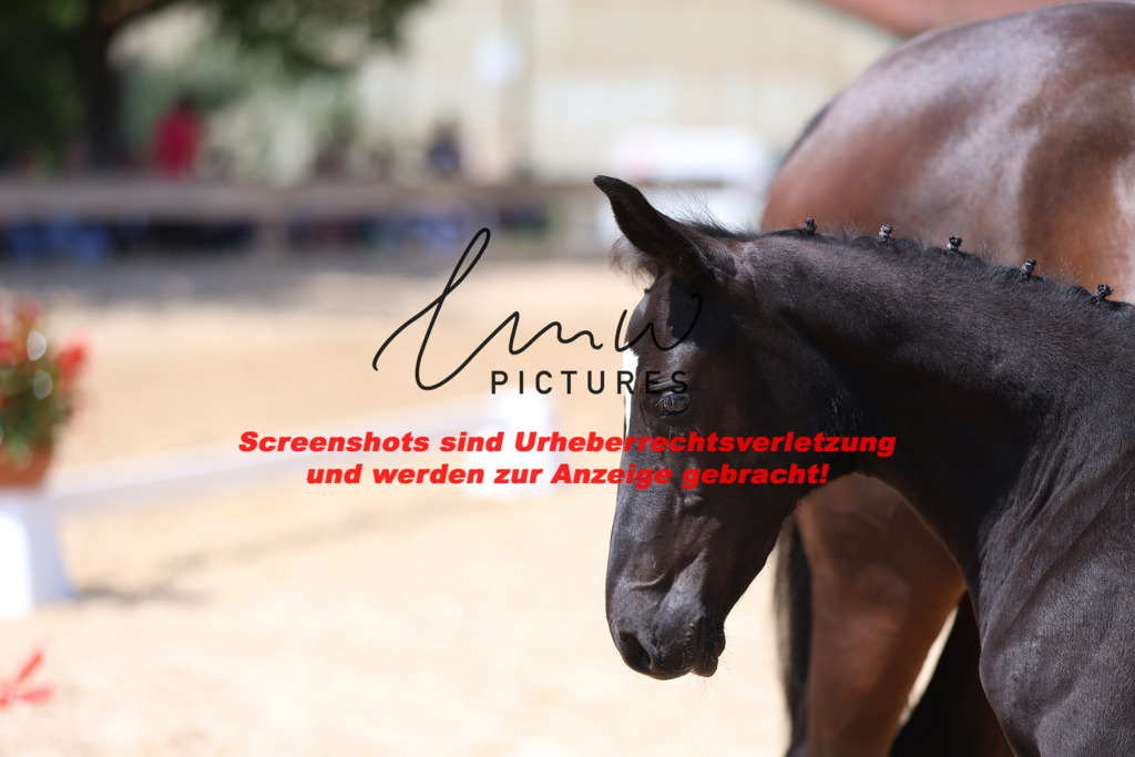 Fohlenschau_Schwäbisch_Hall_springbetonte_Fohlen_KN 34_17 | lmwpictures - Realisiert mit Pictrs.com