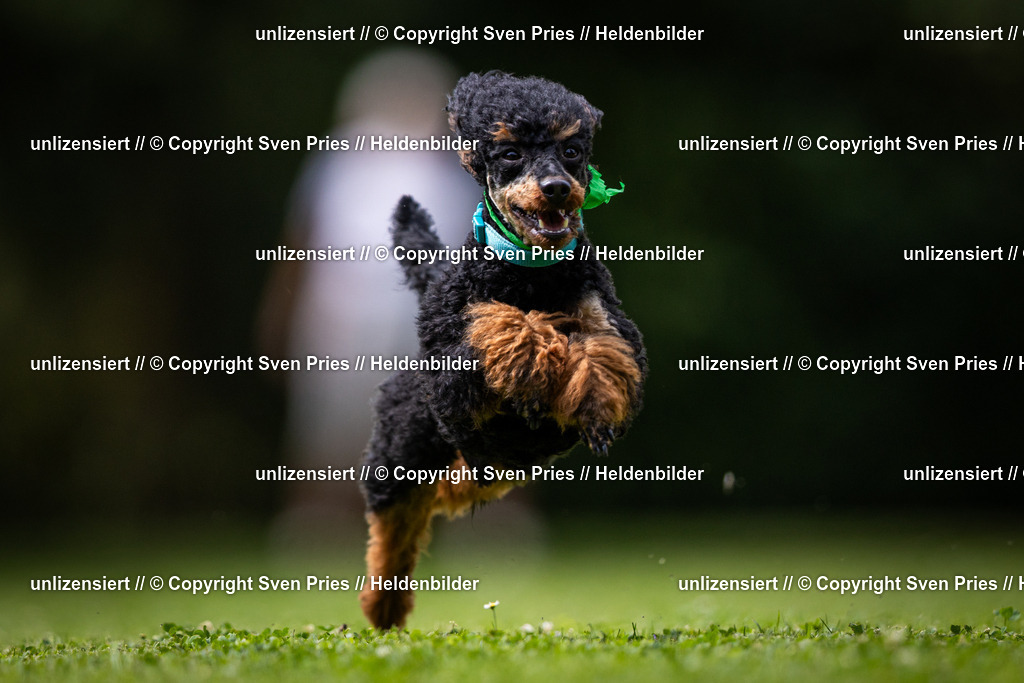 Sven Pries | 19. Allgemeines Hunderennen Karlsruhe Durlach - Realisiert mit Pictrs.com