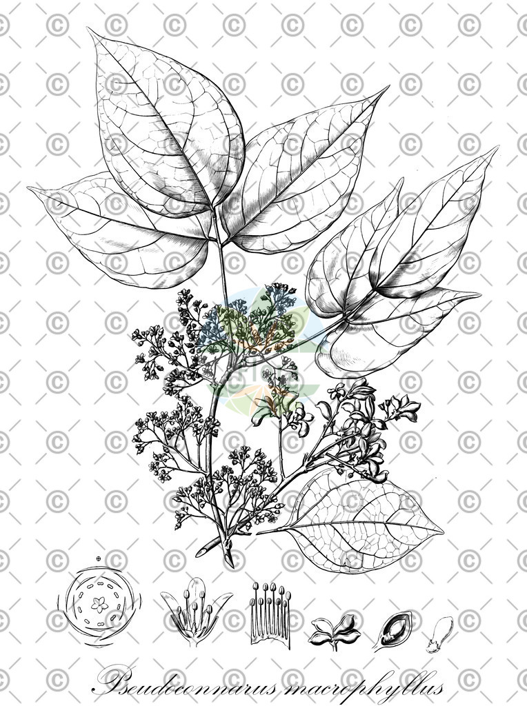 HistAbb_wfo-0001014223_1_ENZY_Simple | Historische Abbildung von Pseudoconnarus macrophyllus - Connaraceae | Historical Illustration of Pseudoconnarus macrophyllus - Connaraceae