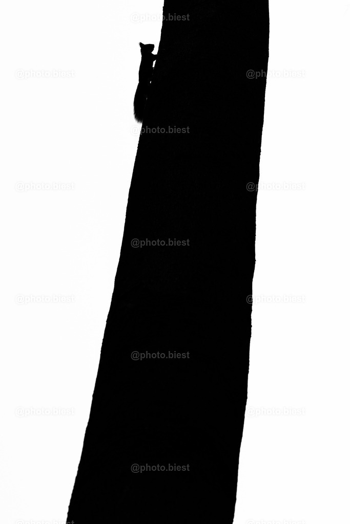 Hoch oben | Ein Eichhörnchen in 10 Meter Höhe auf einer Buche. - Realisiert mit Pictrs.com