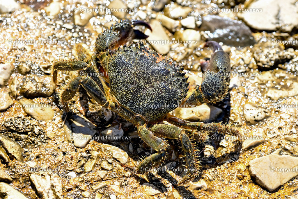 Kroatien_ Brac_ Insel in Dalmatien_ Milna_ 18.07.2025-43 | 18.07.2025, Kroatien, HRV, Brac, Insel in Dalmatien, Milna im Bild Themenbild, Italienischer Taschenkrebs, Warzenkrabbe, Krebs, Krabbe, Meer, Adria, Meeresbewohner, Schalentier, Symbolbild, Feature