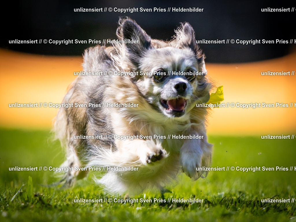 Sven Pries | 2025-08-10 - Hunderennen Durlach - Realisiert mit Pictrs.com