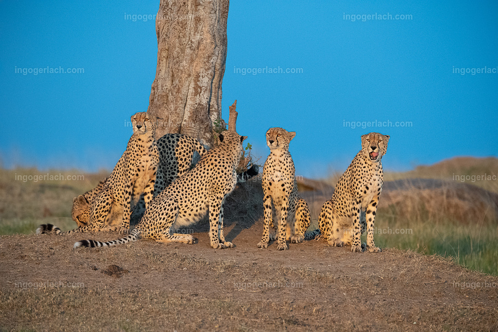 Die Gepardenkoalition am Abend | Die fünf Gepardenbrüder oder auch Gepardenkoalition genannt fotogen am Abend vor einem Baum.