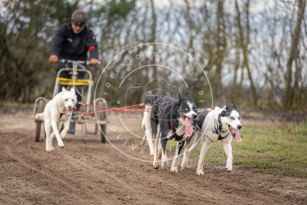 Pfotenfotografie_DV3A6145 | Hundefotografie, Tierfotograf, Pfotenfotografie, Fotoshooting Hund, Hunde Portrait, Hundesport, Hundeportraits, Heideshooting, Hunde, Sportfotograf, Hundefotograf, Turnierhundsport, THS,  - Realisiert mit Pictrs.com