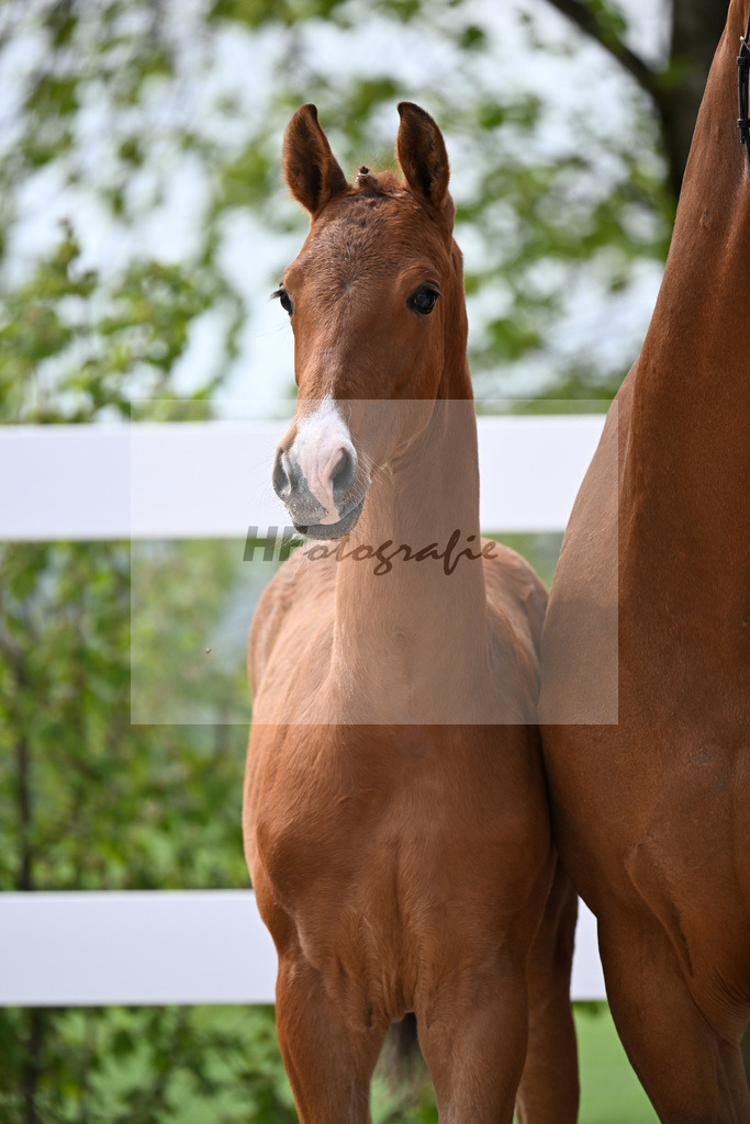 Kat-Nr. 15 HF La Vie x Pagalli_Haefele_23260427 | hf-fotografie - Realisiert mit Pictrs.com