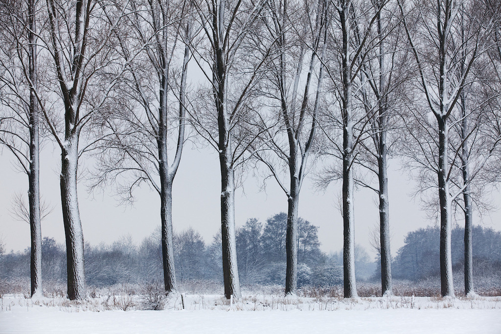 101219-190 | Europa, DEU, Deutschland, Nordrhein Westfalen, NRW, Rheinland, Niederrhein, Kranenburg, De Gelderse Poort, Naturschutzgebiet Dueffel, Kranenburger Bruch, Baeume, Allee, Pappeln, Pappelallee, Winter, Schnee, Kategorien und Themen, Natur, Umwelt, Landschaft, Jahreszeiten, Stimmungen, Landschaftsfotografie, Landschaften, Landschaftsphoto, Landschaftsphotographie, Wetter, Wetterelemente, Wetterlage, Wetterkunde, Witterung, Witterungsbedingungen, Wettererscheinungen, Meteorologie, Wettervorhersage....[Fuer die Nutzung gelten die jeweils gueltigen Allgemeinen Liefer-und Geschaeftsbedingungen. Nutzung nur gegen Verwendungsmeldung und Nachweis. Download der AGB unter http://www.image-box.com oder werden auf Anfrage zugesendet. Freigabe ist vorher erforderlich. Jede Nutzung des Fotos ist honorarpflichtig gemaess derzeit gueltiger MFM Liste - Kontakt, Uwe Schmid-Fotografie, Duisburg, Tel. (+49).2065.677997, ..archiv@image-box.com, www.image-box.com] - Realisiert mit Pictrs.com