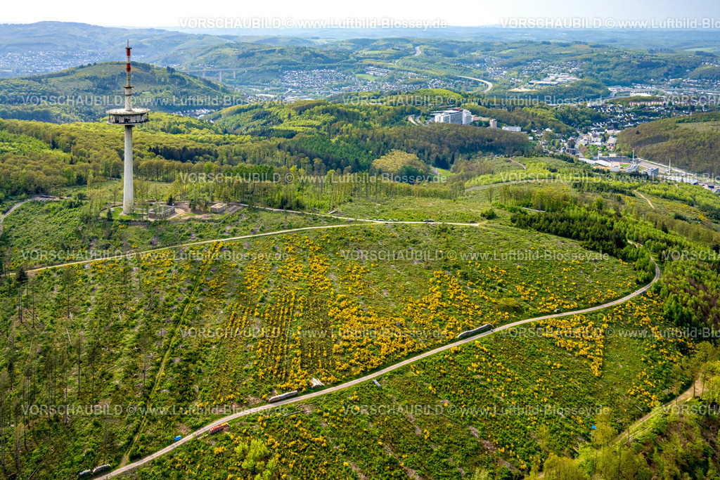 Siegen240502434Eisern_Ginster | Luftbild, Wiesen und Felder Hügellandschaft mit Ginsterblüte, Fernmeldeturm Eisernhardt Sendeturm, Fernsicht, Eisern, Siegen, Siegerland, Nordrhein-Westfalen, Deutschland