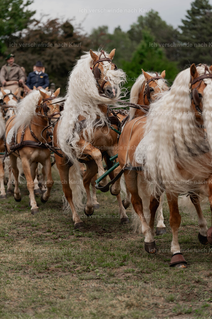 Showprogramm-154 | working equitationturnier fotograf videograf stoibphotography marixx film working equitation deutschland reitsport turnierfotografie eventfotografie equestrian events