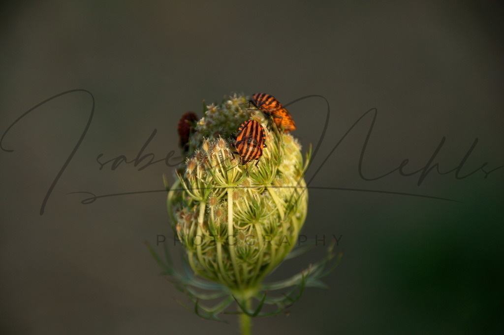 002_Schmetterling | Streifenwanzen in der Abendsonne - Realisiert mit Pictrs.com