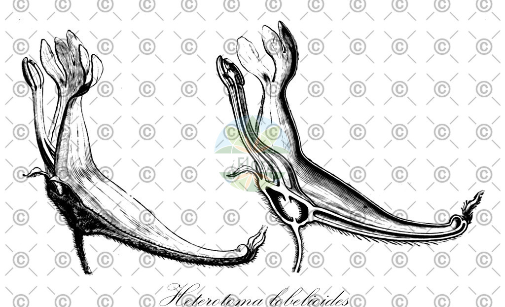 HistAbb_wfo-0001135487_1_ENZY_Simple | Historische Abbildung von Heterotoma lobelioides - Campanulaceae | Historical Illustration of Heterotoma lobelioides - Campanulaceae