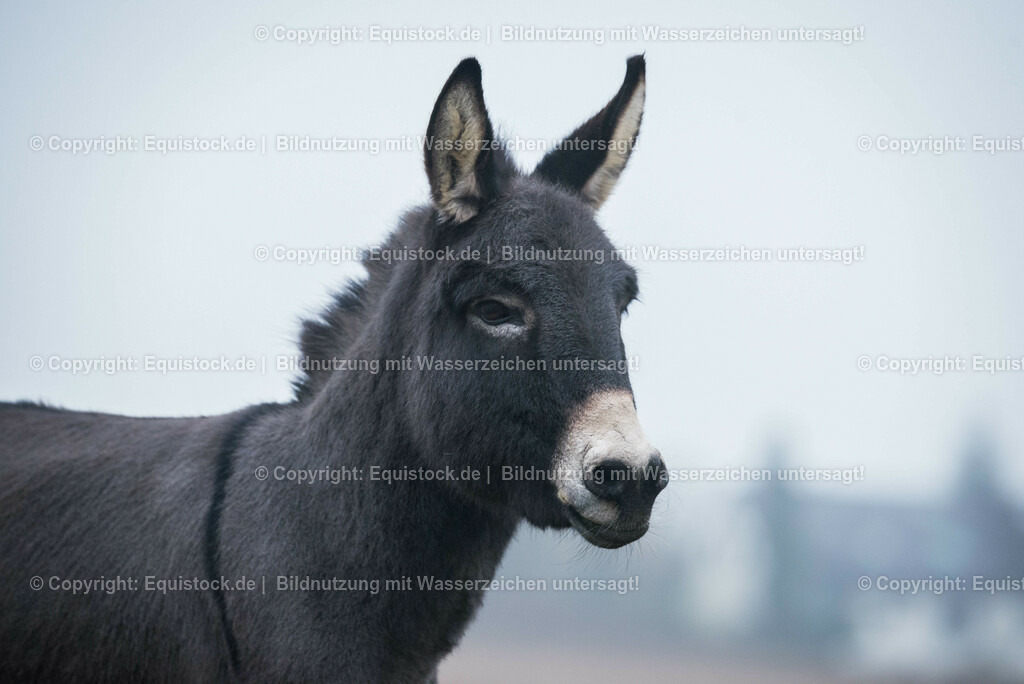 20150217_Esel_0022 | equistock