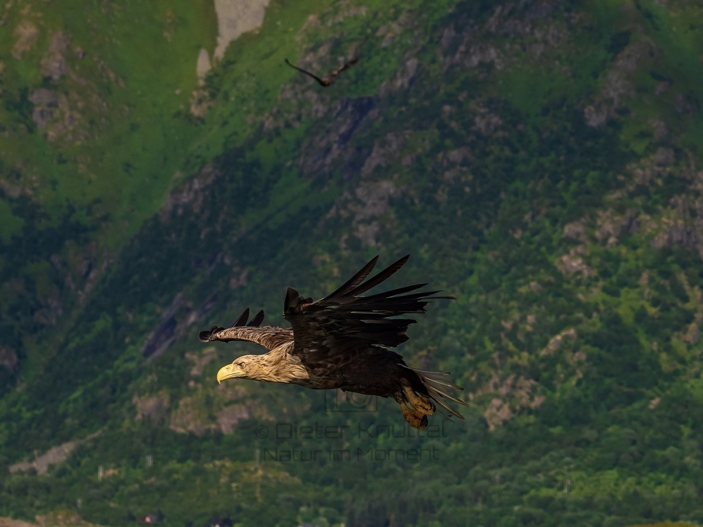 P1001607-LR-topaz-enhance | Natur im Moment - Realisiert mit Pictrs.com