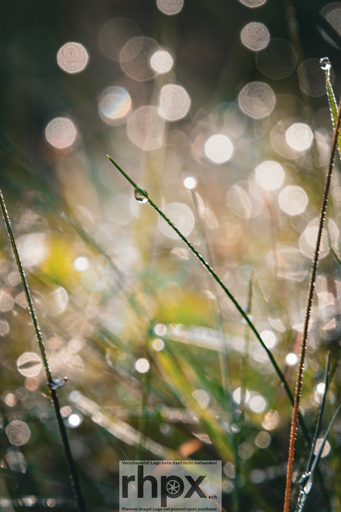 Morgentau im Gegenlicht | Klarheit. Glanz. Erwachen.Zarte Wassertropfen hängen an filigranen Gräsern und reflektieren das erste Licht des Tages in einem tanzenden Bokeh. Diese Makroaufnahme fängt die flüchtige Schönheit eines frischen Morgens und die Ruhe der erwachenden Natur ein.Wähle unter "Produktauswahl" dein Wunschformat: Vom klassischen Wandbild über Puzzle &amp; Tassen bis zum digitalen Download (z.B. als Handy-Hintergrund). - Realisiert mit Pictrs.com