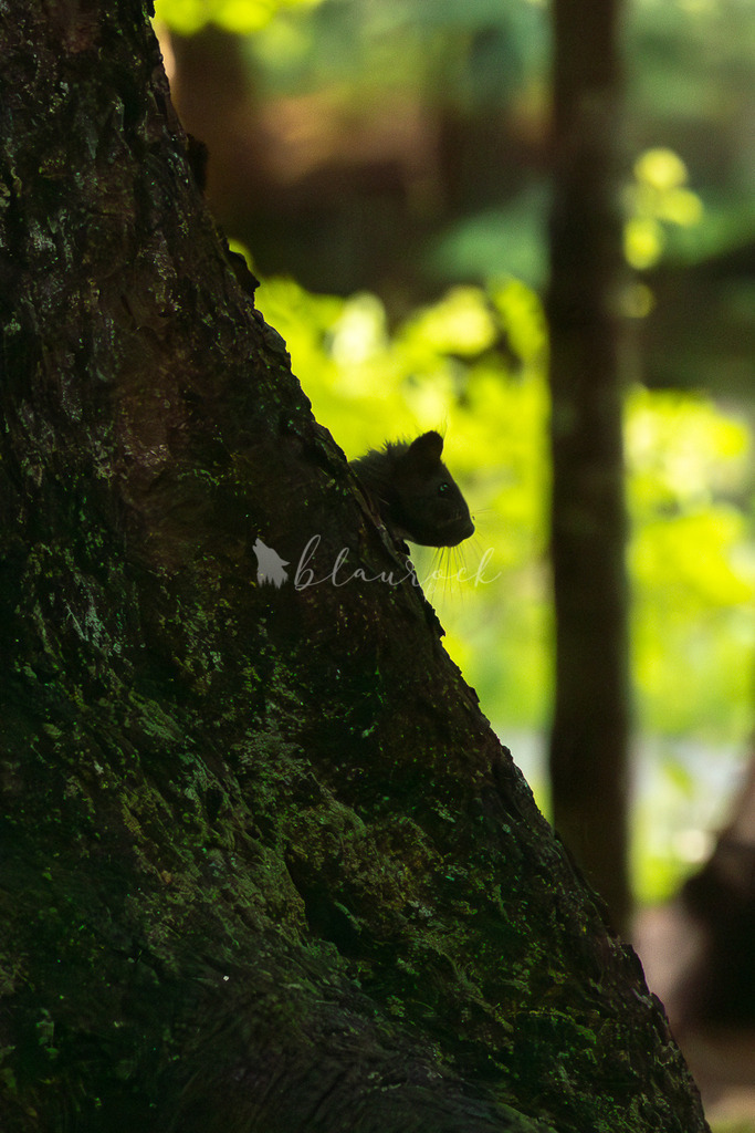 _01A5767 | Sportbilder, Sportfotograf, Hochzeits- und Eventfotografin, Flugshows, Portraits und Tiershooting, Aviation, Downhill, Nationalleague, Swissleague, International