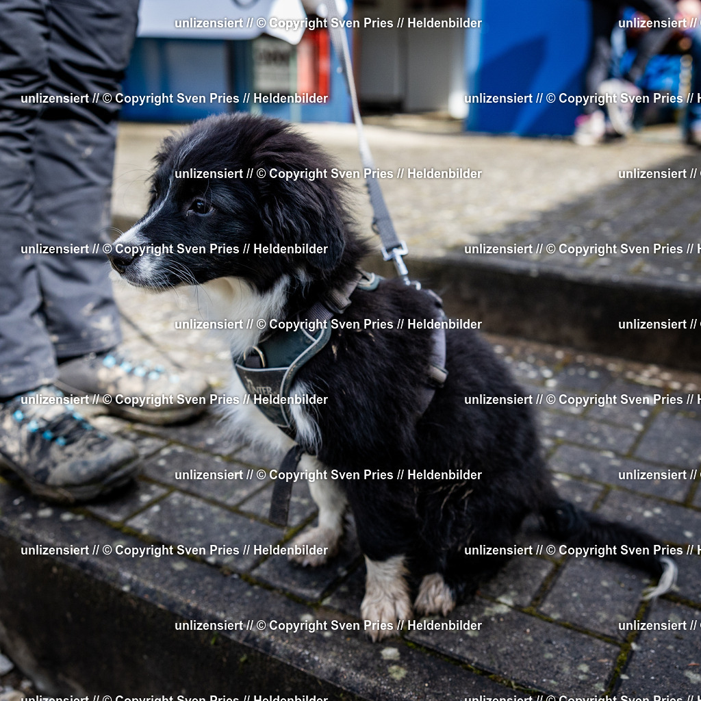 Sven Pries | 2024-04-21 - Hunderennen Baden-Oos
Foto: Sven Pries - Realisiert mit Pictrs.com