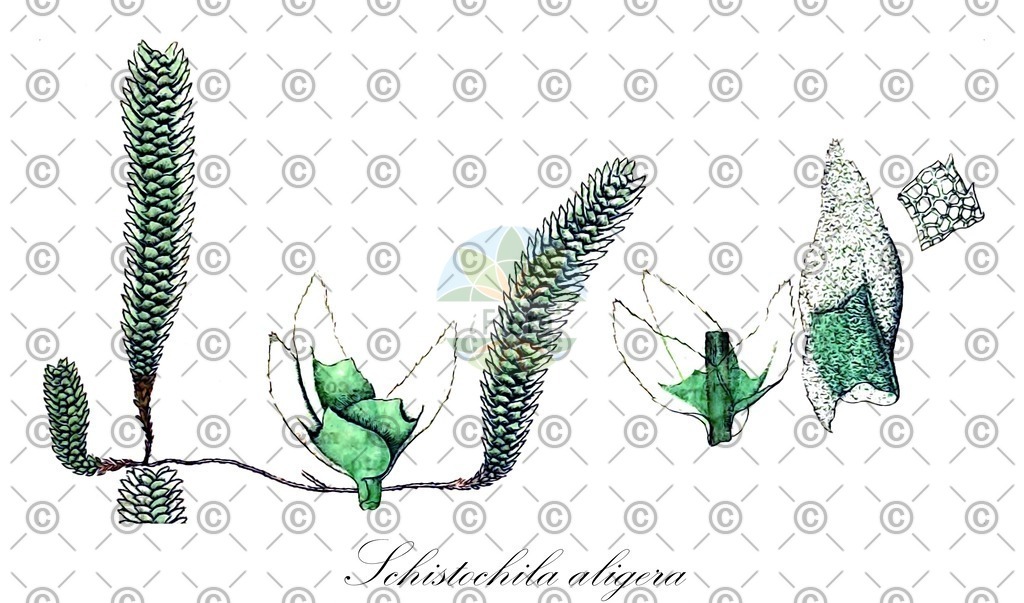 HistAbb_wfo-0001210265_1_ENZY_Simple | Historische Abbildung von Schistochila aligera - Schistochilaceae | Historical Illustration of Schistochila aligera - Schistochilaceae