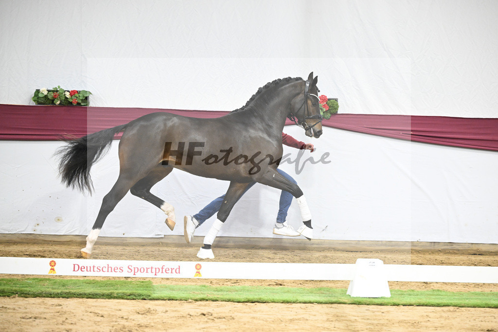 Kat-Nr. 53 Escanto PS x Dancier_Patrick Pongratz_47251988 | hf-fotografie - Realisiert mit Pictrs.com