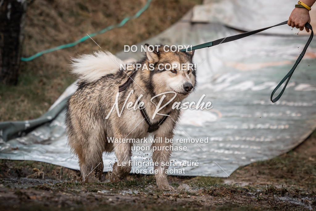 nelerasche_1330-1400_86 | nelerasche