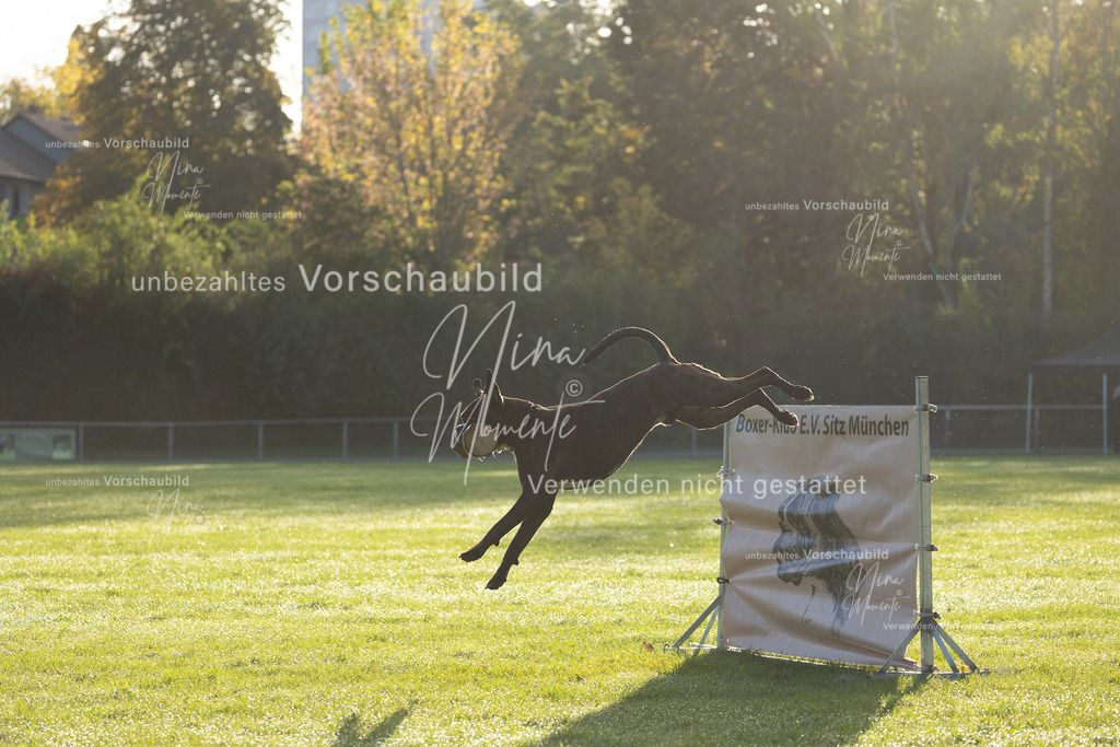 _16A6180 | Einzigartige Fotos von Hunden & Menschen –Actionfotos, Portraits, Vereinsaufnahmen & Paarshootings – authentisch, lebendig & mit Herz.