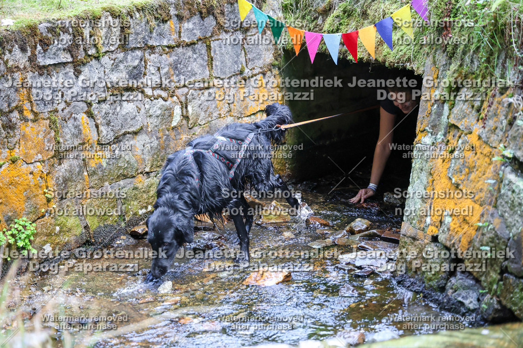 Dog Paparazzi -  TH 26-570 | Dog Paparazzi Jeanette Grottendiek Fotografie & Videografie - Realisiert mit Pictrs.com