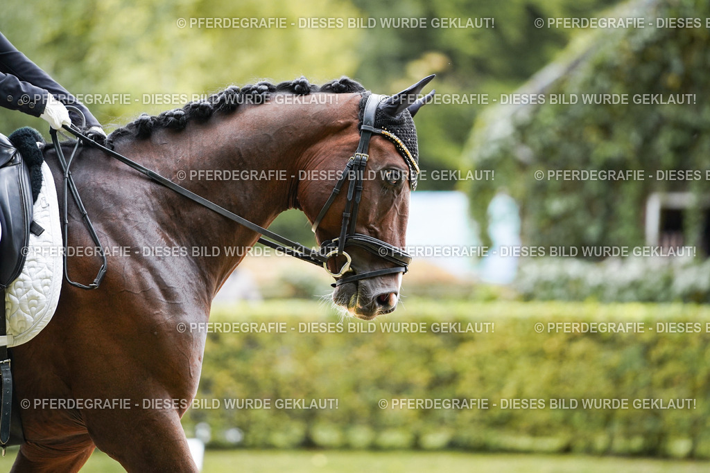 DSC07885 | Pferdegrafie