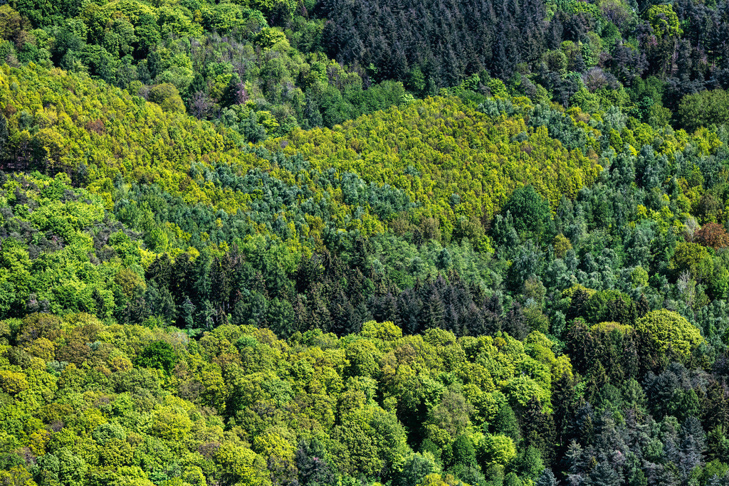 dr__0027115.jpg | DILLINGEN/SAAR 14.05.2019 Baumspitzen in einem Waldgebiet in Dillingen/Saar im Bundesland Saarland, Deutschland. // Treetops in a wooded area in Dillingen/Saar in the state Saarland, Germany. Foto: Daniel Reiter