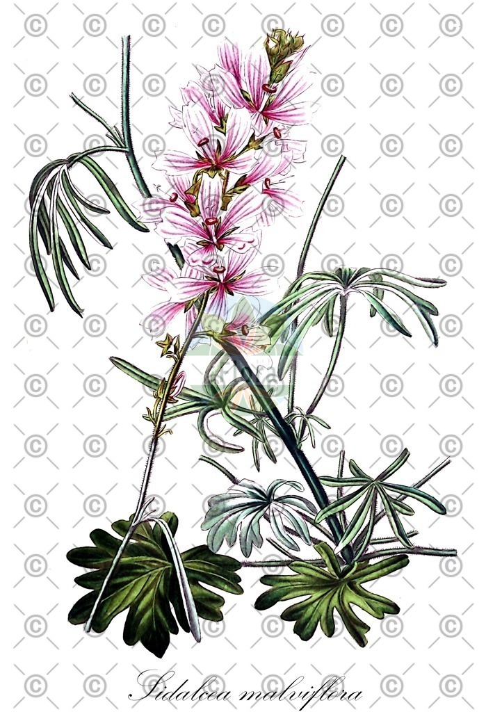 HistAbb_wfo-0000505497_2_ENZY_Simple | Historische Abbildung von Sidalcea malviflora - Malvaceae (Malvenblütige Präriemalve;Kalifornische Schmuckmalve) | Historical Illustration of Sidalcea malviflora - Malvaceae (bear valley checkerbloom;california checkerbloom;chaparral checkerbloom;geranium-leaved checkerbloom;purple checkerbloom;sea-cliff checkerbloom;spreading checkerbloom)