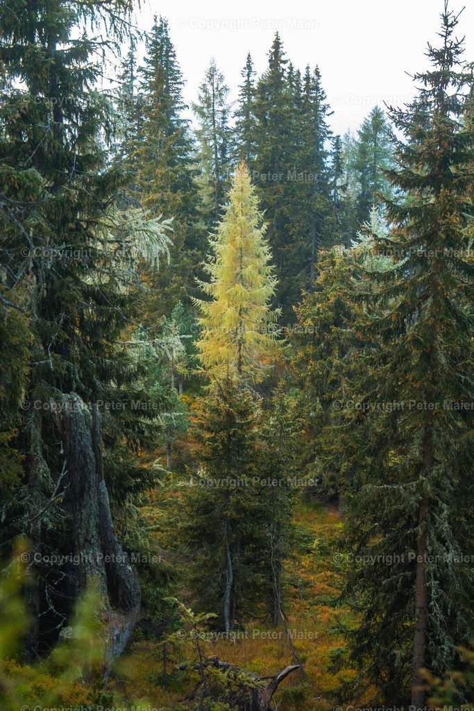 Divers_Erlebnisraum_Wald_23_Peter_Maier-886 | piet_flosse